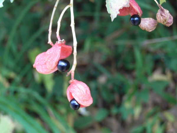 c0047341_953420.jpg