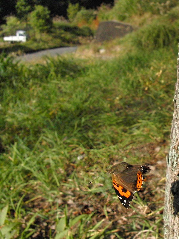 c0045352_1622223.jpg