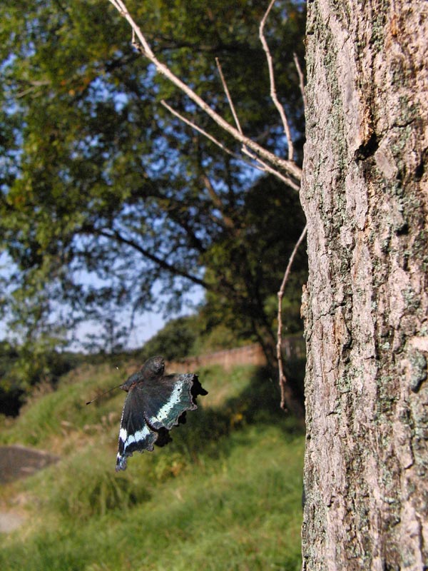 c0045352_1622596.jpg