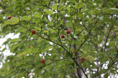 c0118352_043456.jpg