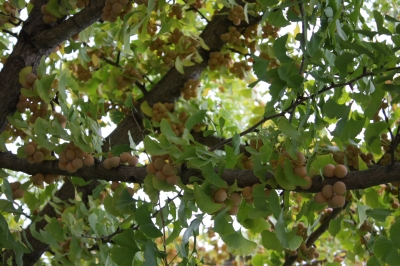 c0118352_04711.jpg