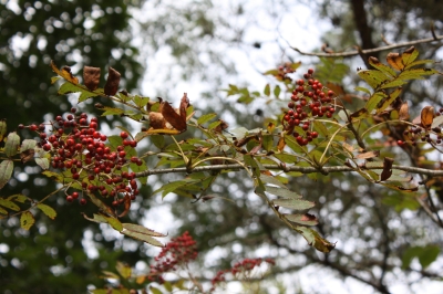 c0118352_0595047.jpg