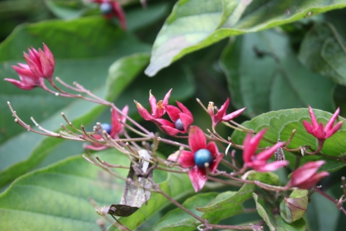 c0118352_1125968.jpg