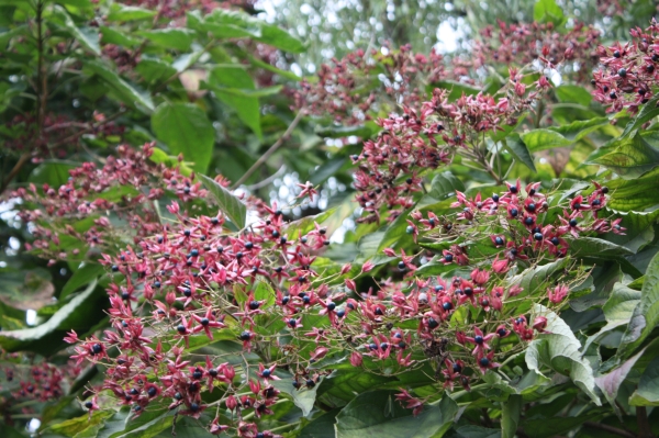 c0118352_116557.jpg