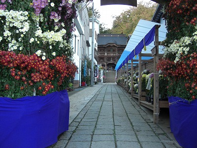 菊祭り_a0084753_8123023.jpg