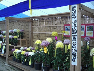 菊祭り_a0084753_8124323.jpg