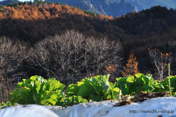 黄葉と高原野菜の秋風景_c0124256_22491673.jpg