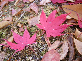 2008/11/6　　島根は遠いぞぉ_f0043559_22311384.jpg