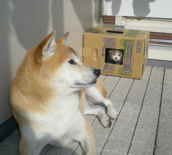 2008年11月6日(木)心ちゃん、自立への道!_f0060461_1042269.jpg