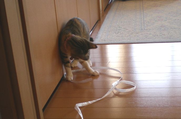 2008年11月6日(木)心ちゃん、自立への道!_f0060461_10474556.jpg