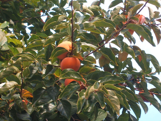 c0115366_4154399.jpg