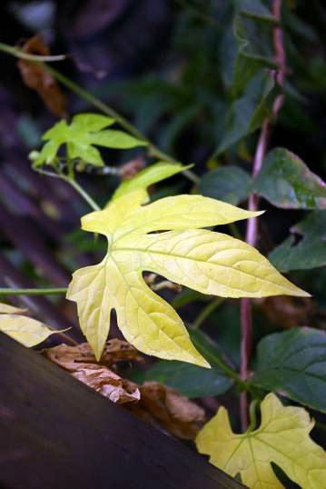 植木鉢の中の紅葉_f0159267_17235259.jpg