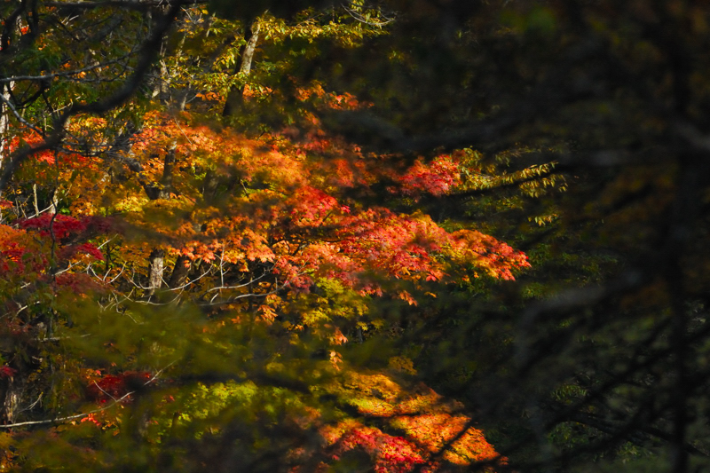 馬瀬川の紅葉・・_f0061172_13463252.jpg