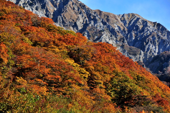 大山　紅葉　その１_a0041073_2231790.jpg