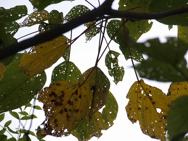 b0135573_155068.jpg