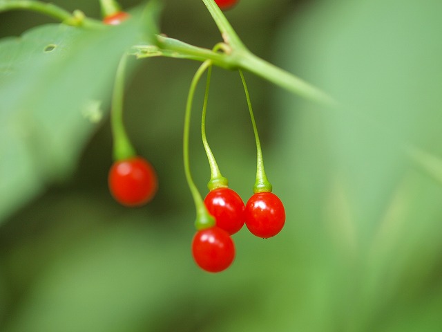 b0135573_15525884.jpg