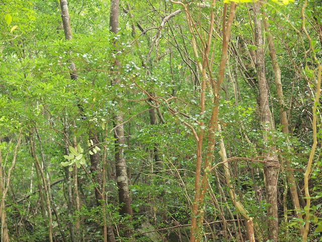 b0135573_15535285.jpg