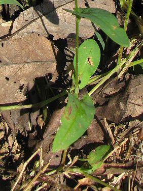 アキノウナギツカミ(秋の鰻掴み)_c0085874_150427.jpg
