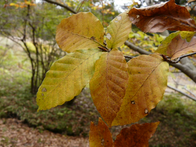 １１月３日　日光植物園_e0145782_1935148.jpg