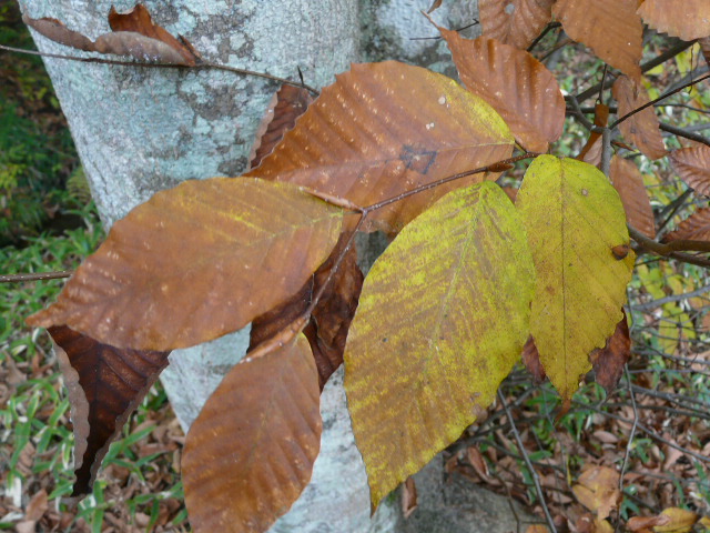 １１月３日　日光植物園_e0145782_1941566.jpg