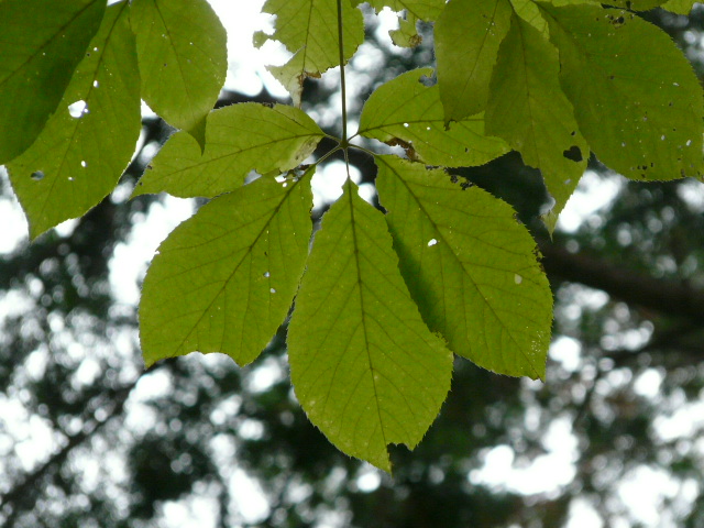 １１月３日　日光植物園_e0145782_19545100.jpg