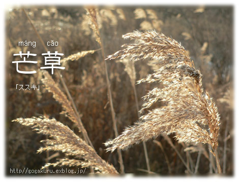 中国語 写真 ゆらゆら金色ススキ 文末助詞 呢 ほかの国のコトバ 8言語つまみぐい 中国語 写真 ゆらゆら金色ススキ 文末助詞 呢 ほかの国のコトバ 8言語つまみぐい