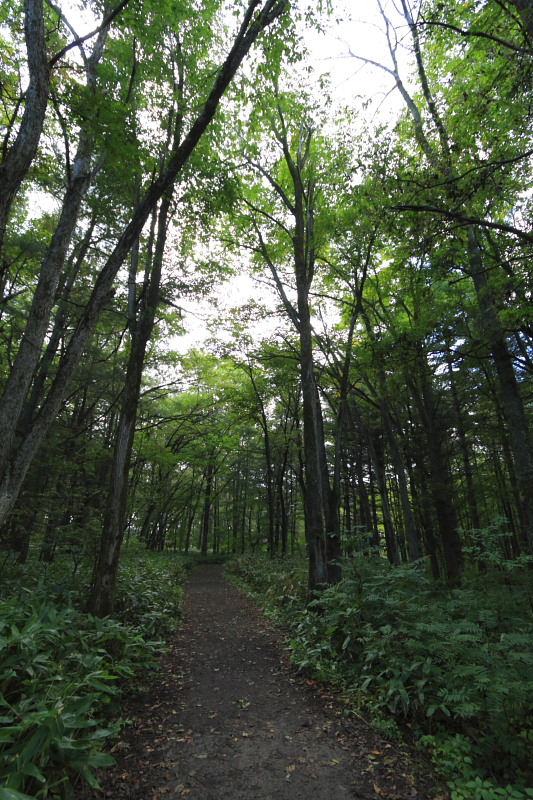 北海道（2008.09.24-28）　Part27　　北の国から巡り2008（麓郷の森）_d0147393_6164231.jpg