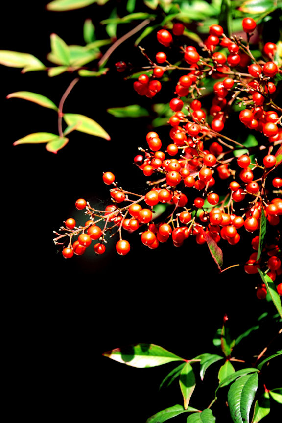 f0195893_15212112.jpg