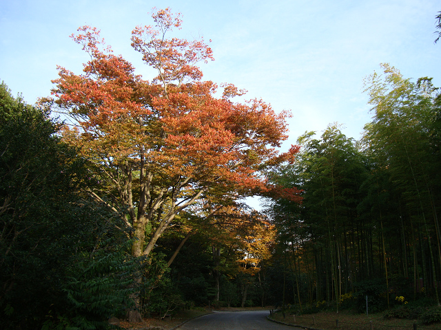 11.05 万博公園~紅葉まつりに行ったよっ（*＾▽＾*）_e0149794_15381375.jpg