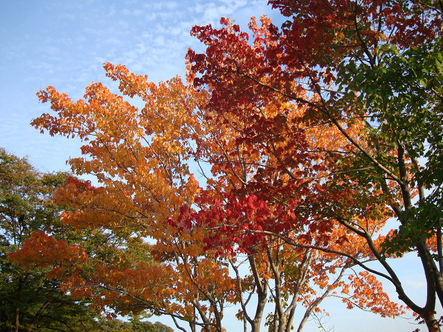 11.05 万博公園~紅葉まつりに行ったよっ（*＾▽＾*）_e0149794_15402949.jpg