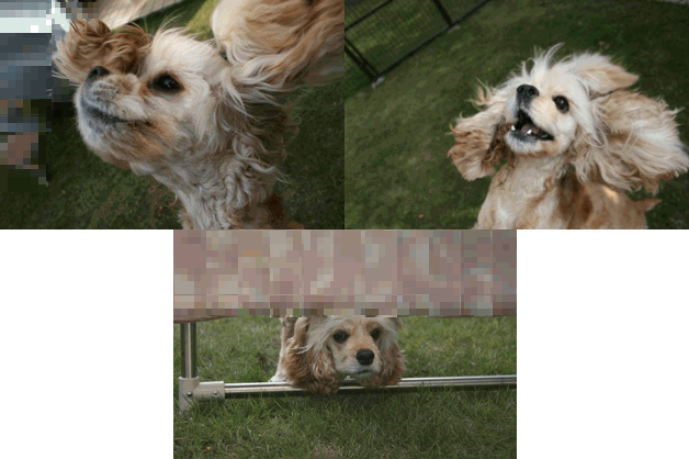 c0128303_12353492.gif