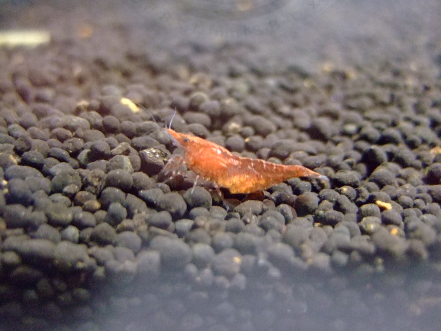 f0152308_2013725.jpg