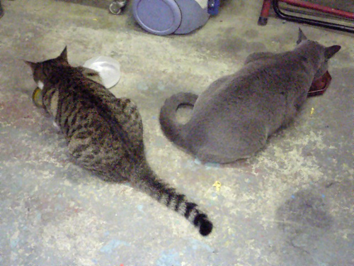 Routine duties_d0130115_22374562.jpg