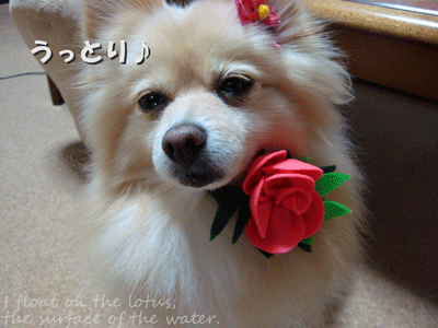 b0075318_039268.gif