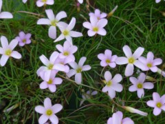 c0117525_17123251.jpg