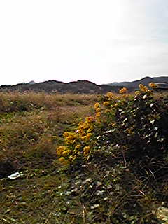 f0084436_01858.jpg