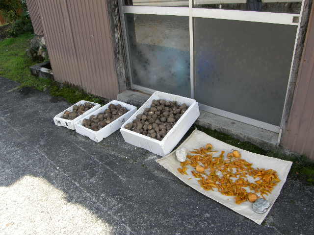 e0126946_1861728.jpg