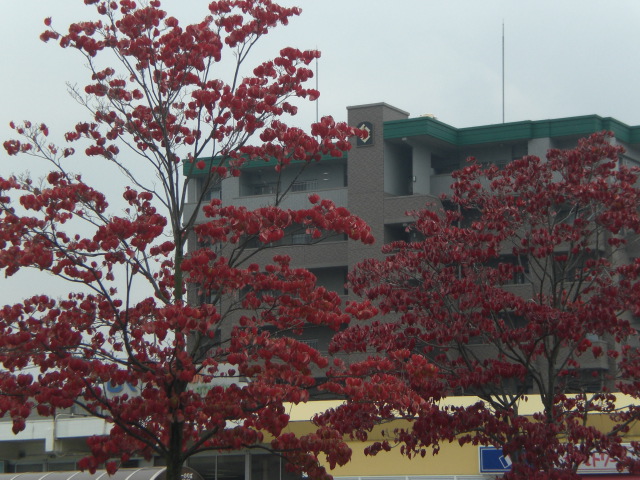 b0152548_18325798.jpg