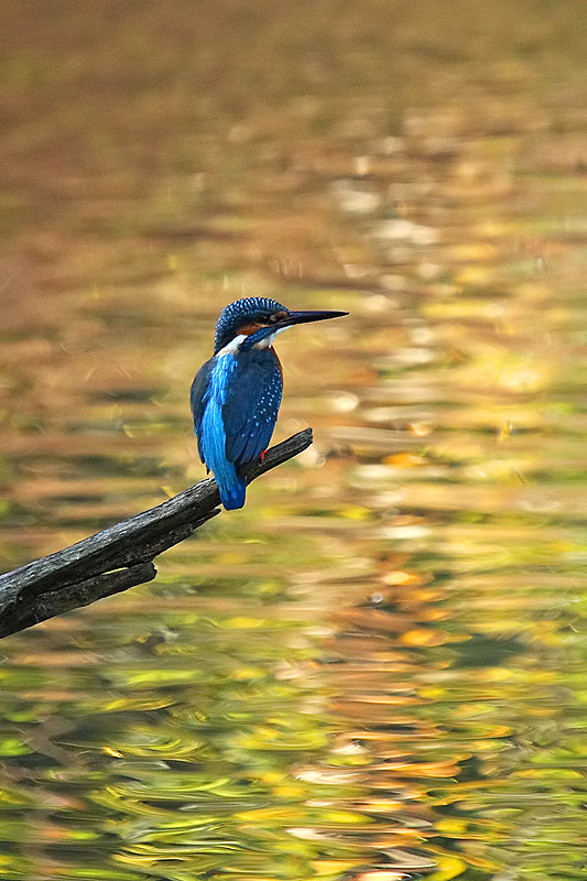 自然公園の可愛い友達_e0140650_210519.jpg