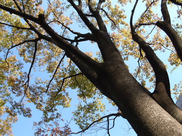 2008/10/30 - 東京都立大学_e0122855_025372.jpg