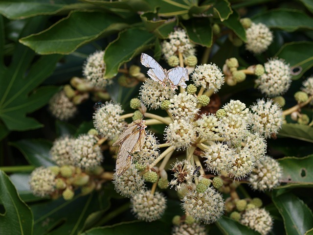 b0135573_16232579.jpg