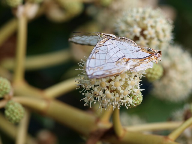 b0135573_16234717.jpg