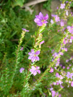 e0046477_2038201.jpg
