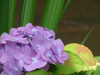 c0105785_9491359.jpg