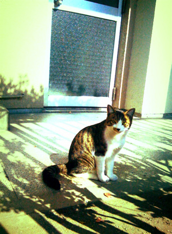 ■ねこさん_d0051613_146132.jpg