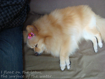b0075318_0161427.gif