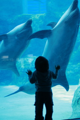 彼女の不在（＠名古屋港水族館）_f0097620_9321979.jpg