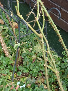 f0170524_15141622.jpg