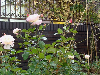f0170524_1584331.jpg