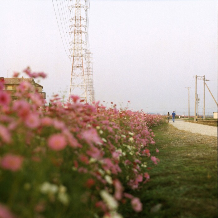 秋桜の小路_f0072829_1338195.jpg